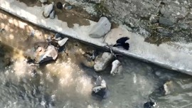 Artvin’de 1 tanesi Çoruh Nehri üzerinde ok gibi fırladı. Kıvrılarak ilerlemek isteyen hayvanı gözüne kestirip üzerine çullandı