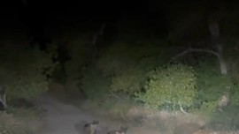 Tunceli’de 2 tane hayvan, anneleriyle birlikte gece yola indi. Onları gören vatandaşlar hiç bakmadan kenardan sıyrıldı