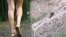 Afyonkarahisar'da doğada çalılıkların arasında 3 metre ile birden çıktı. Vatandaşlar daha bir kısmını görünce o beter hayvanı tanıdı