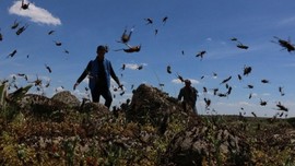 Elazığ ve Antalya'da başladı! 1000'lerce hayvan büyük istilaya başladı, İncil'de resmen kıyamet alametlerinden biri olarak gösteriliyor