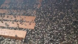 Kırklareli'nde 2000 tanesi doğaya salındı. Haftada 300.000 ile çoğalıp her yere dağılan istilacı hayvana kafa tutacaklar