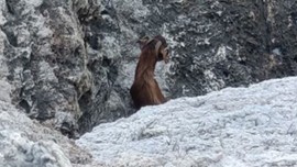Alanya'da dağlık arazide duran keçiyi 3 gün önce görmüşlerdi. 3 gün sonra bölgeye giden vatandaşlar resmen korkunç detayı fark etti