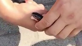 Hatay'da doğada 1,5 metrelik hayvanı yakaladı! 1,5 metrelik hayvanı tam doğaya bırakacağı sırada korkunç bir şey oldu
