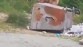 Bitlis'te en son doğada 1 yıl önce görülmüşlerdi. 1 yıl sonra 3 tanesi yeniden ortaya çıktı, onları gören vatandaşlar o detayı hemen fa