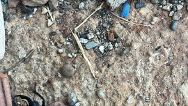 Diyarbakır'da yakında doğadan kökü kazınıp silinecek. 1 tanesini bile görmesi imkansız olacak hayvandan 1 tane görüldü