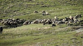 Ankara'da 300'lerce koyununu otlatan çoban koyunlar otlarken tarlada bir anda onu gördü! Kafasına ve 2 ayağına bakınca resmen hareketsiz kaldı