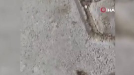 Elazığ'da köyde yaşayan çiftçinin karşısına bir anda ahır girişinde çıktı. 2 tane kafası vardı hayatında böyle bir şey görmemişti resmen kötüye alamet