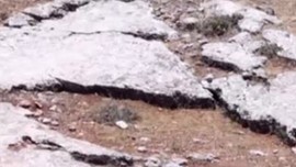 Elazığ'da doğada 1 tanesine bile dokunan kendine cezalardan ceza beğensin! 11 müthiş hayvan sürüyle görüldü