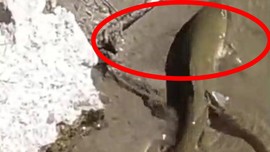 Batman'da çayda bir anda ortaya çıktı. Küçücük ağzıyla koca hayvanı tutarken tek 1 şeyle anında geriye bıraktı