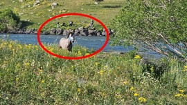 Ardahan'da adadaki 1 tane hayvanı gören vatandaşlar 10 saat sonra aynı yerden geçtiklerinde korkunç detayı fark ettiler. Acilen resmi ekipler arandı
