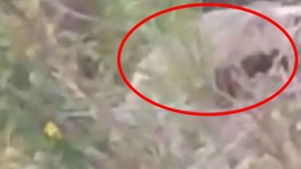 Denizli'de doğa yürüyüşüne çıkan bir genç kafasını 1 anlığına ormana doğru çevirince onu gördü. 1 göründü sonra aniden geri kayboldu
