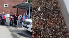 Kastamonu'da haftada bir çırpıda 200.000 ile çoğalan istilacı hayvana karşı hazırlık sürüyor. 5.000 yeni tanesi doğaya salındı
