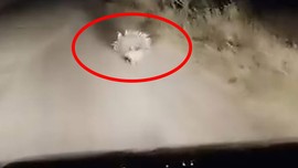 Elazığ'da gece vakti 1 araç sürücüsünün önünde aniden belirten yaratık panik yaptırdı. Normalde Afrika'da yaşıyordu
