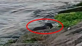 Marmara'da son 1 haftadır bir görünüp bir kayboluyordu... Marmara'da 1 kez daha ortaya çıktı görenler hemen kayıt altına aldı