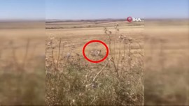 Diyarbakır'da 1 tanesi doğada çalılıkların arasında ortaya çıktı. 1 tanesini gören vatandaşlar yanlarına yaklaşınca resmen korkunç detayı fark etti