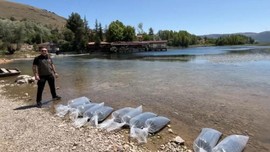 Afyonkarahisar’ın her yerine 205.000 tanesi teker teker bırakıldı. 205.00 tanesi artık her yerde olacak