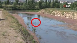 Sivas'ta doğada 1 tane ile ortaya çıkan hayvan büyük heyecan yarattı. Artık 1 tanesini bile görmek imkansız