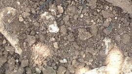 Denizli’de toprakta bir anda belirdi. 1 tanesini bile görmek çok önemli yakında doğada 1 tanesini bile görmek hayal olacak