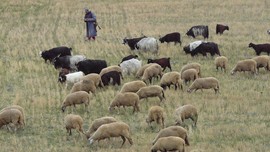 Tunceli'de 200'den fazla koyununu otlatan çobanın karşısına doğada bir anda çıktılar. Çoban tam 1 adım attıktan sonra resmen korkunç olay oldu