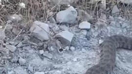 Elazığ'da 36 dereceye dayanamadı. Bir anda yerin altından yeryüzüne çıktı görenler durdu kaldı
