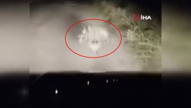Elazığ'da 1 tanesi sürücünün önüne gece karanlığında çıkıp yine karanlığa daldı. 1 tane yaratığı resmen karşısında gördü ama normalde Doğu Afrika'da yaşıyor