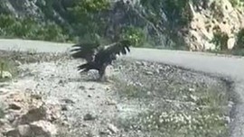 Artvin'de doğada bir anda gökyüzünde belirdi, kanatlarını 3 metre açıp yeryüzüne indi! Topraktaki hayvana ok gibi saplanıp geri havalandı