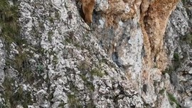 Tunceli'de dağda sadece 1 tanesi objektiflere yansıdı. 1 tane hayvanın yaptığı hareketini gören dağcılar mest oldu