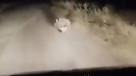 Denizli'de doğada 1 tanesi ortaya çıktı. 1 tanesini gören vatandaşlar resmen şaştı kaldı normalde Tanzanya'da yaşıyor