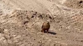 Nevşehir’de toprakta bir anda belirdi. Önce 1 tanesiyle sonra da diğer yırtıcıyla karşı karşıya geldi
