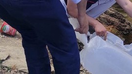 Kütahya’da doğaya tam 40 bin 700 tanesi bırakıldı. Özel poşetler içerisinde korunarak getirildiler