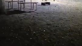 Bursa'da sürü halinde aç kaldılar. Ürkütücü yerde ortaya çıktılar