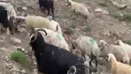 Tunceli'de temmuz ayında 100'lerce koyunun olduğu Munzur Dağı'ndaki sürpriz manzarayı fark eden vatandaş olduğu yerde durdu kaldı