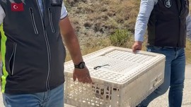 Çorum'da 100'lercesi daha doğaya bırakıldı. Türkiye'nin her yerinde 10'lerce daha bırakılacak