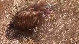 Erzurum'da doğada üzen olay! 1 tane hayvanın yanına yaklaşınca korkunç manzarayı gördü