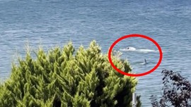 Yalova'da Marmara açıklarında bir anda ortaya çıktı. 1 tanesiyle burun buruna gelen vatandaş paniklemedi