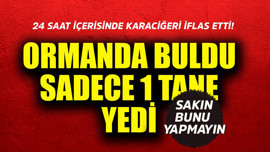 Ormanda buldu, sadece 1 tane yedi! Karaciğerinin iflas etmesi için 24 saat yeterli oldu: Sakın bunu yapmayın!