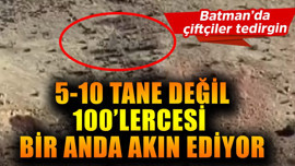 Batman'da çiftçiler tedirgin! 5-10 tanesi değil gelince 100'lercesi birden akın ediyor