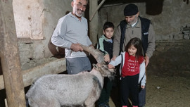 Sivas'ta 100'lerce koyunu otlattığı sırada bir anda doğada 1 tanesini gördü! Hemen yanına alıp ahıra koyunların arasına götürdü