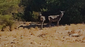 Doğaya 2 ay önce bırakılmışlardı! 2 tanesi aylar sonra İzmir girişinde ilk kez görüntülendi