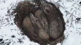 Kars'ta 5 tanesi doğada yumak halinde uyurken görüntülendi! Onları böyle görenler şaşkına döndü