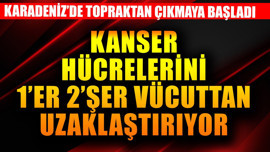 Karadeniz'de topraktan çıkmaya başladı! Kanser hücrelerini 1'er 2'şer vücuttan uzaklaştırıyor