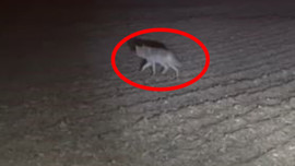 Türkiye'de 5'er 10'ar tanesi köylerde insanların olduğu bölgeye inmeye başladı! Köylüler tedirgin