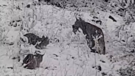 Elazığ'da ormanlık alanda peş peşe 1,2,3 tanesi karın üstünde ortaya çıktı! Kimse onlara doğru bakmadı