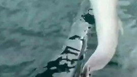 Tekirdağ'da amatör balıkçıların yanında bir anda belirdi! Yaptığı hareket herkesi hayran bıraktı