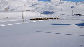 Şırnak'ta kar 1 metreyi buldu! 100'lerce koyunu olan aileden şaşırtan karar