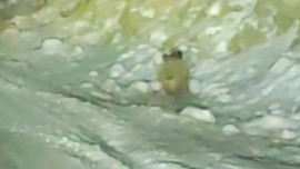 Konya'da yaban domuzları kar yağınca ortaya çıktı