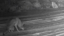 Çankırı’da ender canlılar sırayla görüntülendi