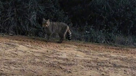 Ganos Dağları'nda görülen canlı heyecan yarattı