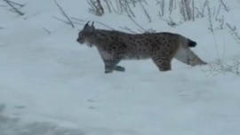 Nesli tükenme tehlikesindeydi!  Bayburt kırsalında görüldü