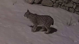 Erzincan'da köyde taş duvarın arkasında ortaya çıktı! Kocaman tırnakları vardı